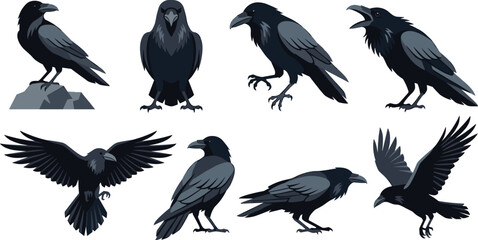 Fototapeta premium Raven Crow Vector Illustration Collection Featuring Flying Perching Calling and Standing Dark Birds for Gothic Wildlife Nature and Halloween Design Projects