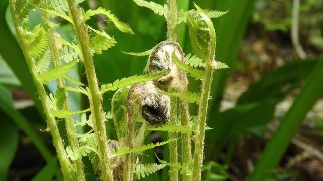 【4K】早春の深山に芽吹くヤマドリゼンマイ：原生林を埋め尽くすシダの若芽。青森の自然風景素材　[4K] Spring Awakening: Fiddleheads of Osmundastrum cinnamomeum in the Deep Forest, Japan 撮影日：20260512-3