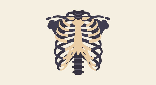 Stylized human rib cage and thorax flat vector illustration