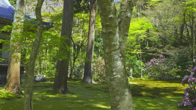 京都　大原三千院　石楠花が咲く庭園（有清園）を見渡す