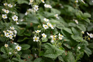 Obraz premium Strawberry Blooming Flower