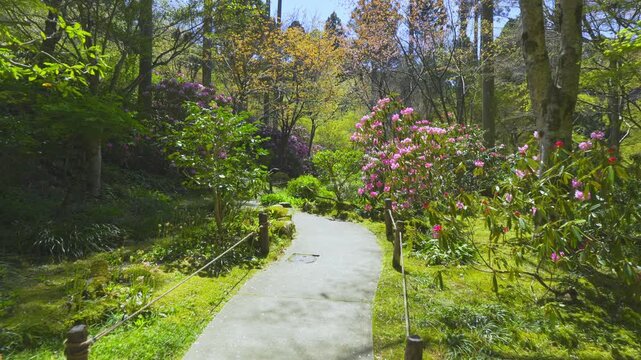 京都　大原三千院　石楠花が咲く庭園を歩く