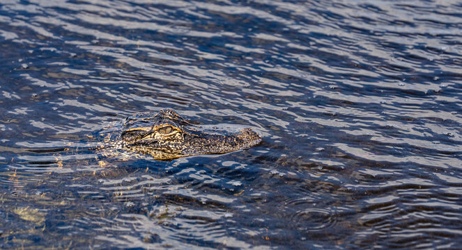 America's Waters- Lake Okeechobee 