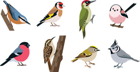 Colorful Songbird Vector Illustration Collection Featuring Goldfinch Bullfinch Woodpecker Titmouse and Perching Birds for Wildlife Nature Forest Design Projects © MstSuborna