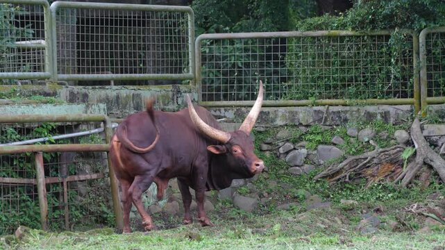 Ankole-Watusi bull with massive horns standing in an enclosure. Impressive African cattle with long, thick horns and brown coat.