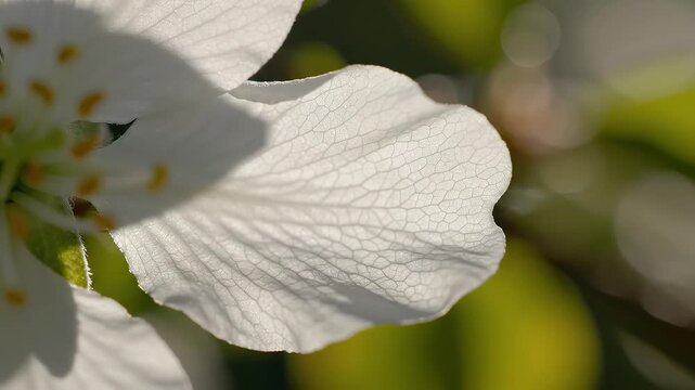 Closeup of a white flower petal symbolizing dynamic movement and artistic expression