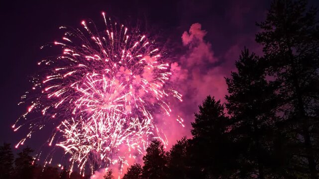 Vibrant pink fireworks exploding in the night sky with trees silhouetted
