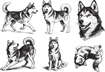 Hand drawn Siberian Husky illustration line set poses, detailed sketch vintage ink style © JOMWASCHARA KOMVORN