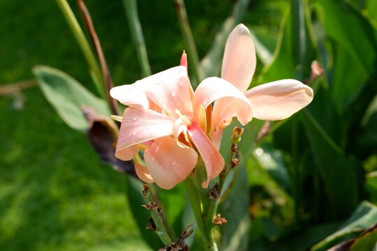 Vibrant Pink Canna indica Flowers Blooming in Garden