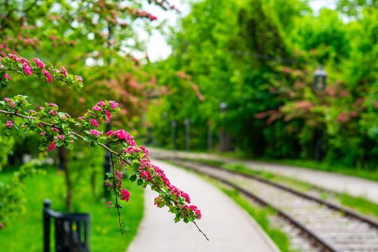 Pink blooming hawthorn branch in the foreground, blurred asphalt walking path and historic tram tracks in a park, dense green vegetation and trees in the background, natural daylight, bokeh effect.