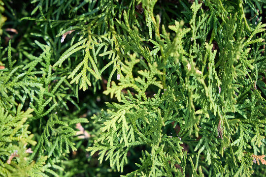 Vibrant green foliage of Thuja arborvitae shows dense, scale-like leaves in flat sprays. This hardy evergreen conifer is popular for garden hedges and privacy screens in diverse landscapes.