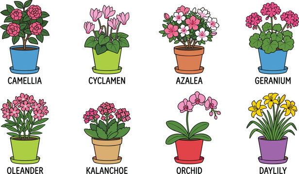 Potted Houseplant and Flower Vector Set with Labeled Botanical Names Featuring Camellia Cyclamen Azalea Geranium Oleander Kalanchoe Orchid and Daylily for Garden Design