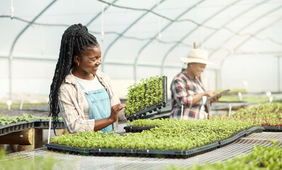 Fototapeta premium Agriculture, tray and woman with plants in greenhouse for sustainable, growth or agro business. Eco friendly, organic and female person with sprouting leaves for horticulture cultivation in nursery.