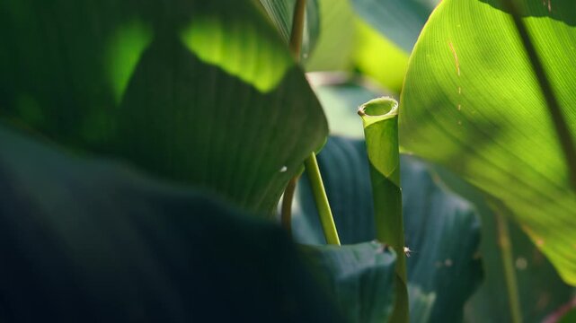 Macro of green tropical leaf unfurling with dramatic sunlight, botanical nature with copy space