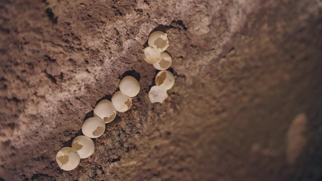 Gecko Eggs Attached to Rough Cave Wall, Macro Cinematic Close Up Scene About Reptile Reproduction, Wildlife Survival and Natural Hatching Process