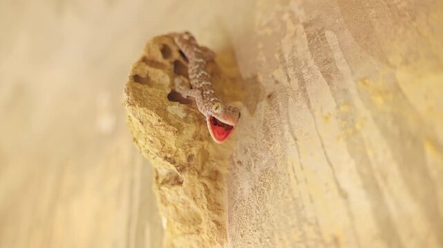 Aggressive Gecko Emerging From Mud Nest With Open Mouth, Macro Cinematic Wildlife Scene About Defensive Reptile Behavior and Survival Instinct