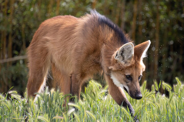 Fototapeta premium Loup à crinière, gros plan, dans un parc