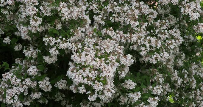 Buschiger Kolkwitzia-strauch (Kolkwitzia amabilis) mit zahlreichen hellrosa Bl&uuml;ten in Dolden an St&auml;ngeln mit dunkelgr&uuml;nen, ovalen, zugespitzten Bl&auml;ttern