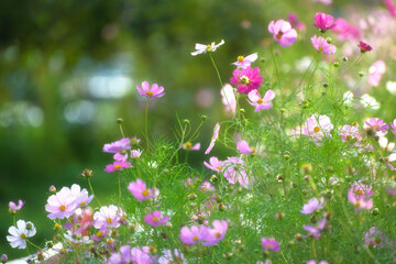 Fototapeta premium Beautiful cosmos flowers blooming in soft natural light.