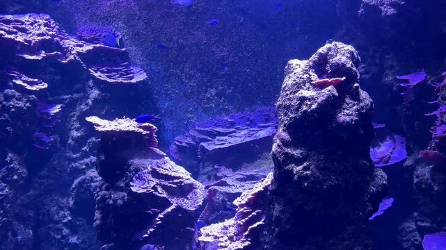 Acquario di mare con pesci vari