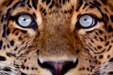 Extreme close-up portrait of a leopard with piercing pale blue eyes, detailed spotted fur, and symmetrical composition, capturing the intensity and beauty of a wild predator. © Umm Hamzah