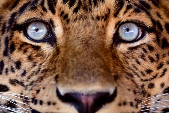 Extreme close-up portrait of a leopard with piercing pale blue eyes, detailed spotted fur, and symmetrical composition, capturing the intensity and beauty of a wild predator.