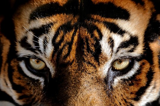 Extreme close-up portrait of a tiger&rsquo;s intense amber eyes and bold striped fur, captured in dramatic symmetry to highlight the strength and mystery of the wild predator.