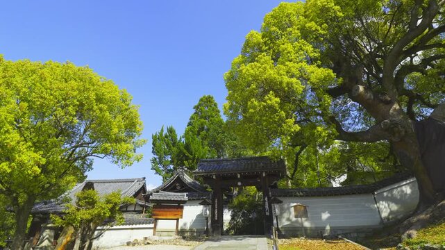 京都　青蓮院門跡　風に揺れる大楠　新緑