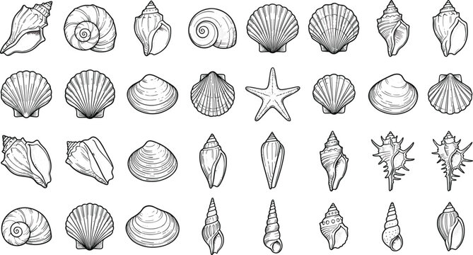 Vintage Seashell Engraving Style Vector Icon Set with Starfish, Scallops, Conchs, and Clam Shells for Nautical Marine Biology Graphic Designs