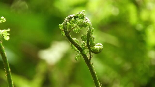 【4K】早春の森の生命：リョウメンシダの力強い芽吹き。深山に広がるシダの幾何学的な造形美　[4K] Life in Early Spring: Fiddleheads of Arachniodes standishii Unfurling in the Forest, Japan 撮影日：20260512-1