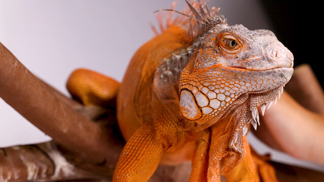 Close Up of a Vibrant Orange Iguana Perched on a Branch