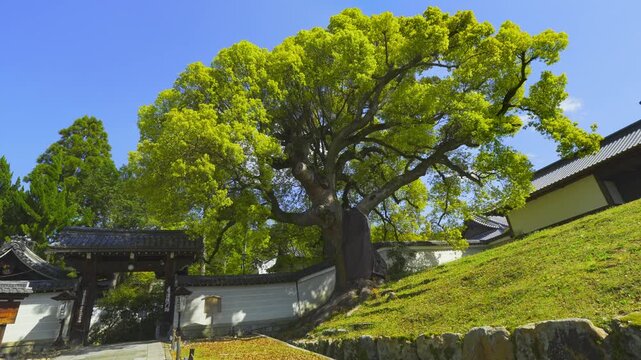 京都　青蓮院門跡　風に揺れる大楠　新緑