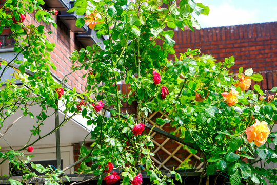 Climbing roses