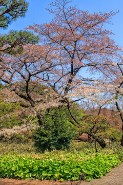 Cherry blossom tree in Japan