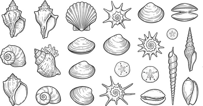 Vintage Black and White Seashell Engraving Vector Icon Set with Sand Dollars, Starfish, Clams, and Conchs for Maritime Biological Graphic Illustration Designs