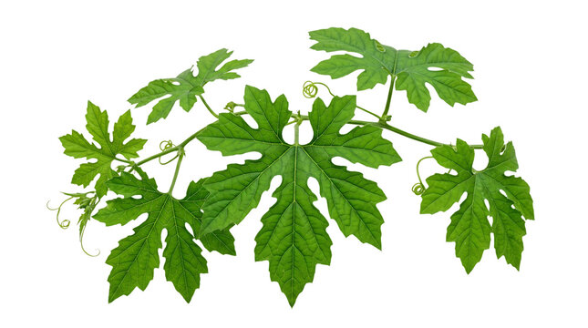 Vibrant green bitter melon plant leaves with delicate tendrils isolated on transparent background transparent background