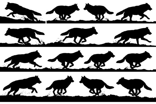 Silhouetted wolf sequence depicting running and movement in nature.