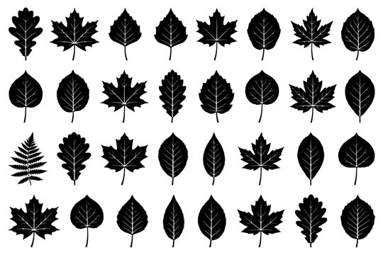 Variety of black silhouetted tree leaves on white background.