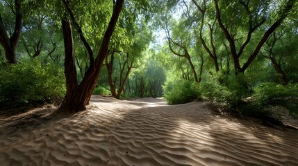 Fototapeta premium Sunlight filters through the dense canopy of a peaceful forest illuminating a tranquil woodland scene