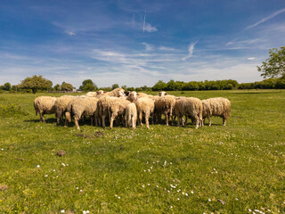 Fototapeta premium Close-up shot of a sheep flock standing together in a green blooming meadow. Beautiful rural scene of farm animals under a blue sky in a peaceful countryside landscape on a sunny summer day.