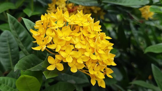 West Indian Jasmine or Yellow Ixora.