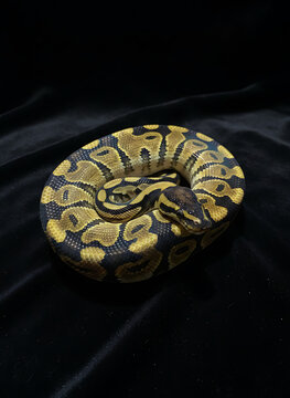 snake on black background