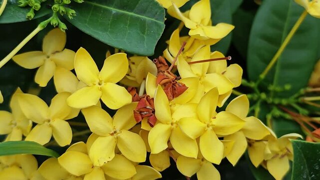 West Indian Jasmine or Yellow Ixora.