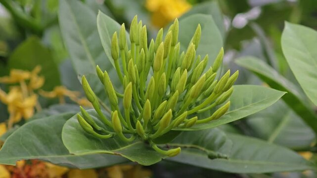 West Indian Jasmine or Yellow Ixora.