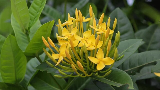 West Indian Jasmine or Yellow Ixora.