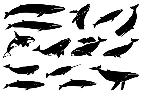 Silhouette collection of various whale species and aquatic mammals.