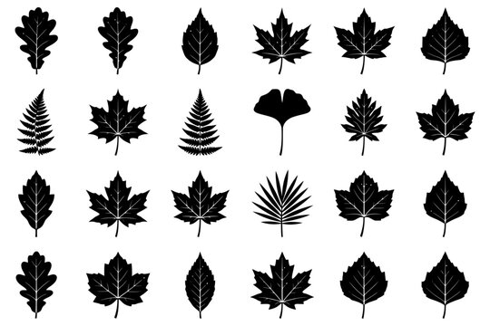 Assorted black silhouette leaves on white background.