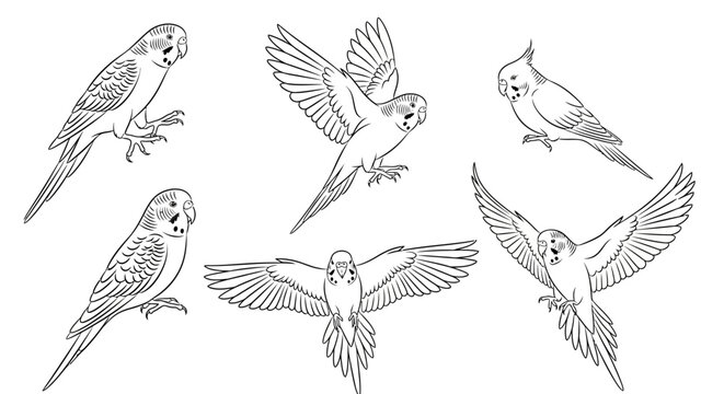 Set of budgerigar parrots in various poses line art illustration
