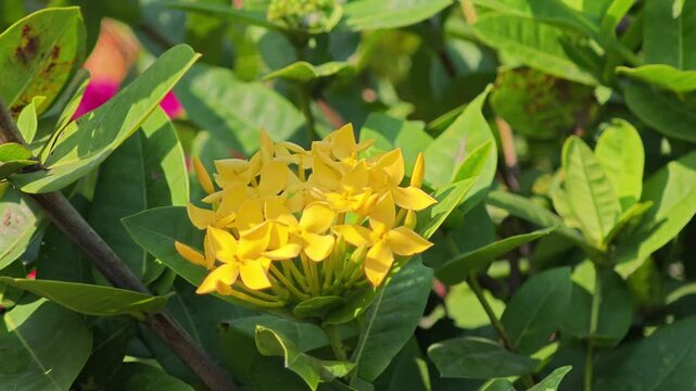 West Indian Jasmine or Yellow Ixora.