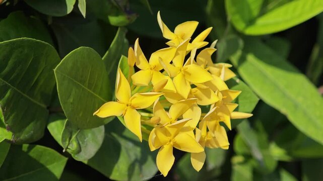 West Indian Jasmine or Yellow Ixora.